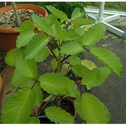 natikrd Bryophyllum Pinnatum/Patharchatta Plant