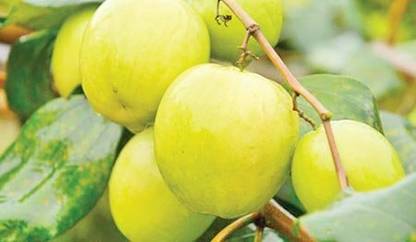 Earth Plant Farm Ber Apple Plant