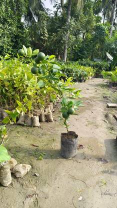 Leafyjoy Lemon Vine Plant