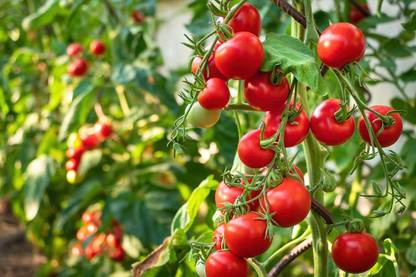 Cloud Farm Tomato Plant
