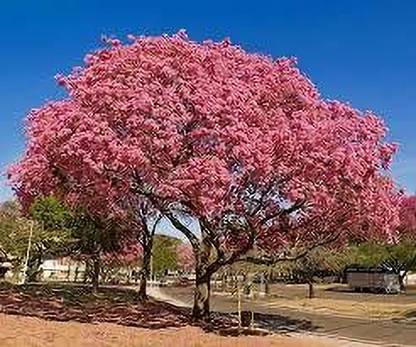 KUMUBON Tabebuia rosea