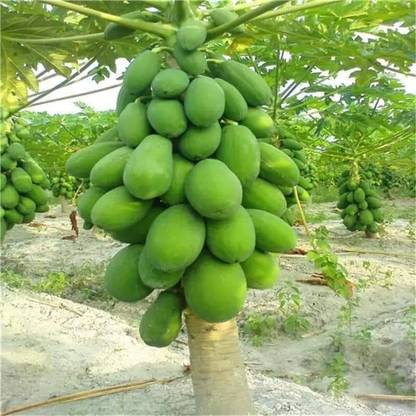 THAI PAPAYA Papaya Plant