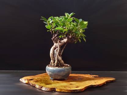 PB REBA PLANTS Ficus Bonsai