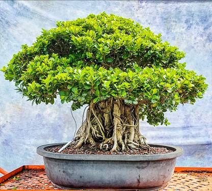 Risenshine Ficus Bonsai