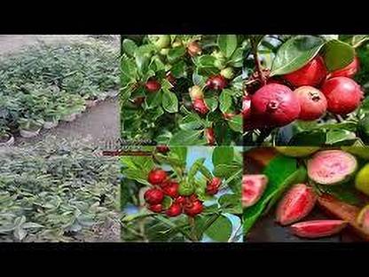 thai strawberry guava Guava Plant