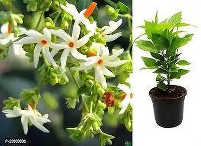SKDIYA Parijat/Harsingar Plant