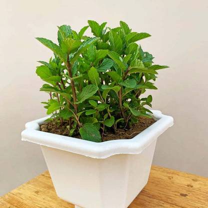 THE GREEN HOUSE Mint Plant