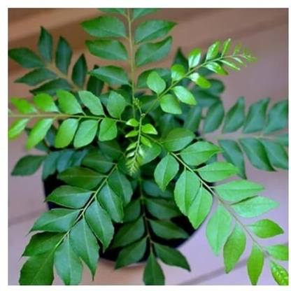 Treeicks Curry Leaf Plant
