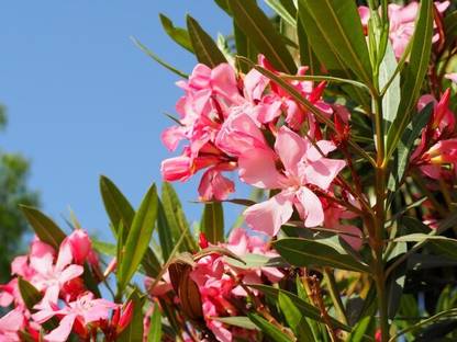Cloud Farm Oleander Plant