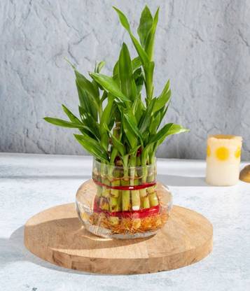 SHINUEVERGREEN Two Layer Bamboo Plant