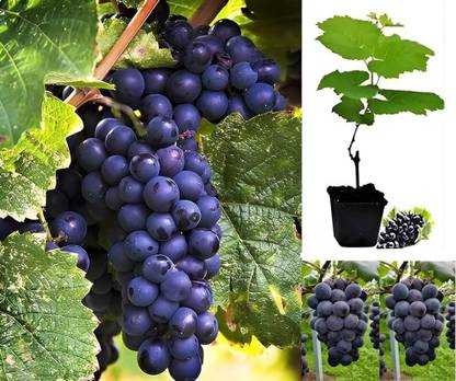 GISLENUS Grape Plant