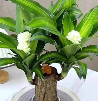 Biswas Bloom Brazilian Wood, Lucky Bamboo Plant, Water Bamboo Plant, Lucky Bamboo Straight Stick