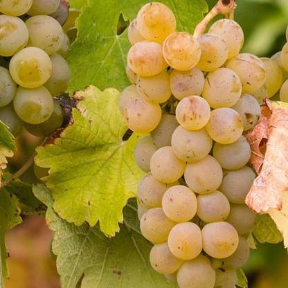 Cloud Farm Grapes Plant