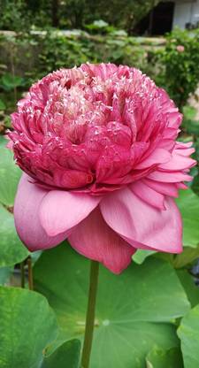 G0 GREEN Lotus Plant