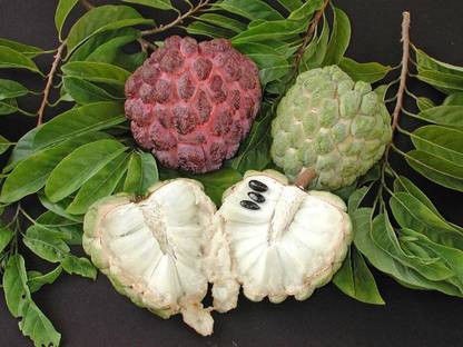 Ariya Custard Apple Plant