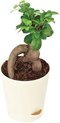 Zomoloco Ficus Bonsai Plant
