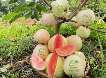 Cloud Farm Guava Plant