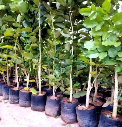 Fair Nursery Plant Paradise Tree Plant