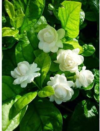 chiku Jasmine Plant