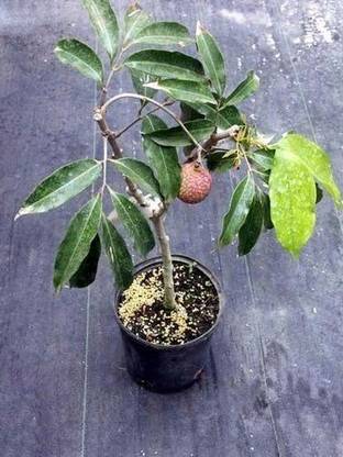 अर्थ एंजेल्स लीची प्लांट पौधा