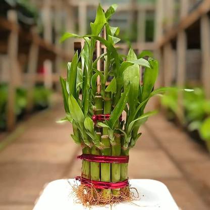 NiMoj Two Layer Bamboo Plant, Lucky Bamboo Straight Stick, Dracaena Plant
