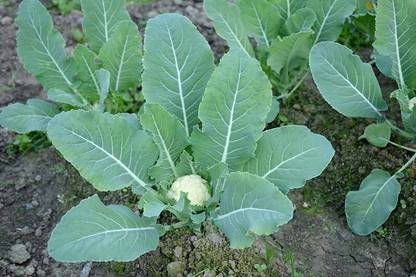 DHENU PRASAD 851 F1 Hybrid Big Cauliflower Seed