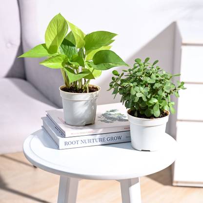 UGAOO Golden Money Plant, Jade Plant