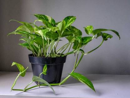 ARYAN EVERGREEN Money Plant
