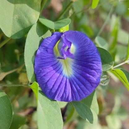 BDSresolve aparajita flower seeds Seed