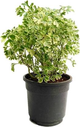 HARIGURU Aralia Plant