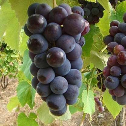 Cloud Farm Grapes Plant