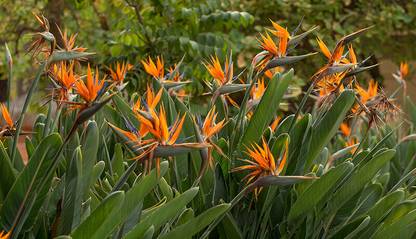 Plant Paradise Bird of Paradise Plant