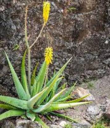BREEZY BLOOMS Aloe Vera Plant