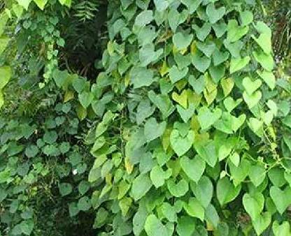 वाइबX प्लांटेशन के लिए गिलोय, गुलवेल स्टेम बीज