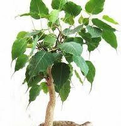 Guruji Plantation Japanese Maple Tree Bonsai Plant