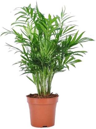 THEGREENTHUMB Chamaedorea Plant