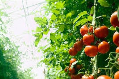 ibains Tomato Plant