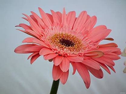 Mohomaya Gerbera Plant