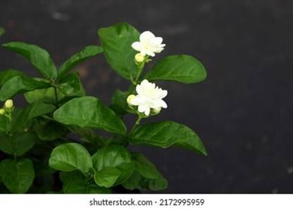 R Star Garden Jasmine Plant