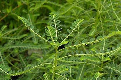 Cloud Farm Amla Plant
