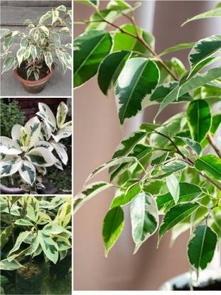 cpc star Ficus Plant