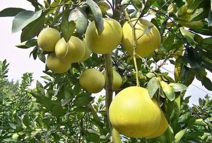 Exotic Plant Hub Grafted Thai Pomelo Plant