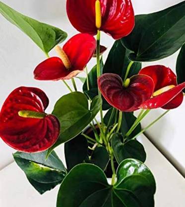 Leafyjoy Anthurium Hookeri Marie Black Star Holland Plant