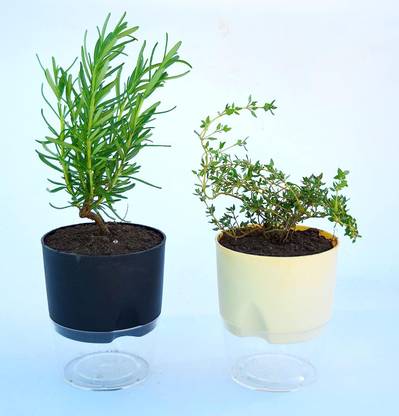 India Gardening Rosemary Plant