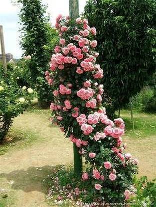 MAITRA AND SONS Rose Plant