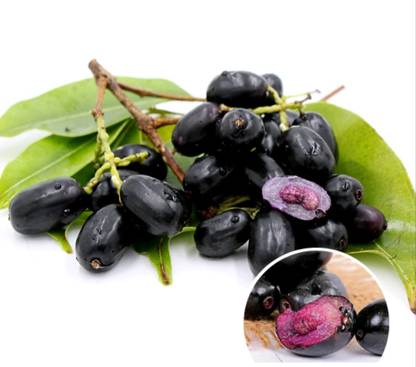 Grafted Jamun Plant