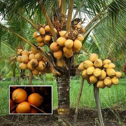 Earth Connect Coconut Plant