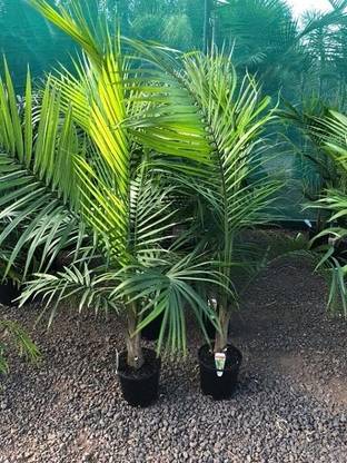 Grafted Majesty Palm Areca Palm