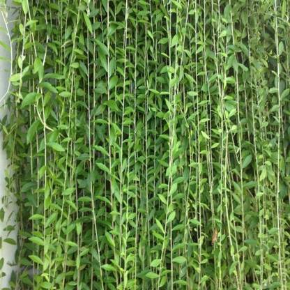 Hug A Plant Curtain Creeper Plant