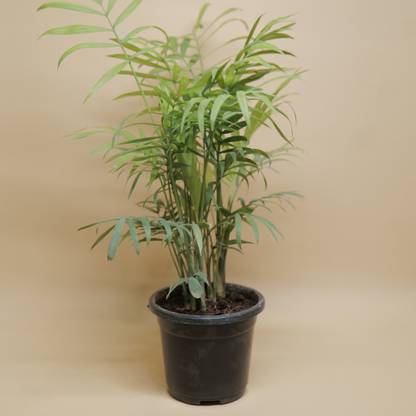 Cloud Farm Two Layer Bamboo Plant